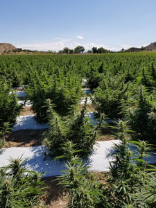 Hemp 'goes hot' due to genetics, not growing conditions